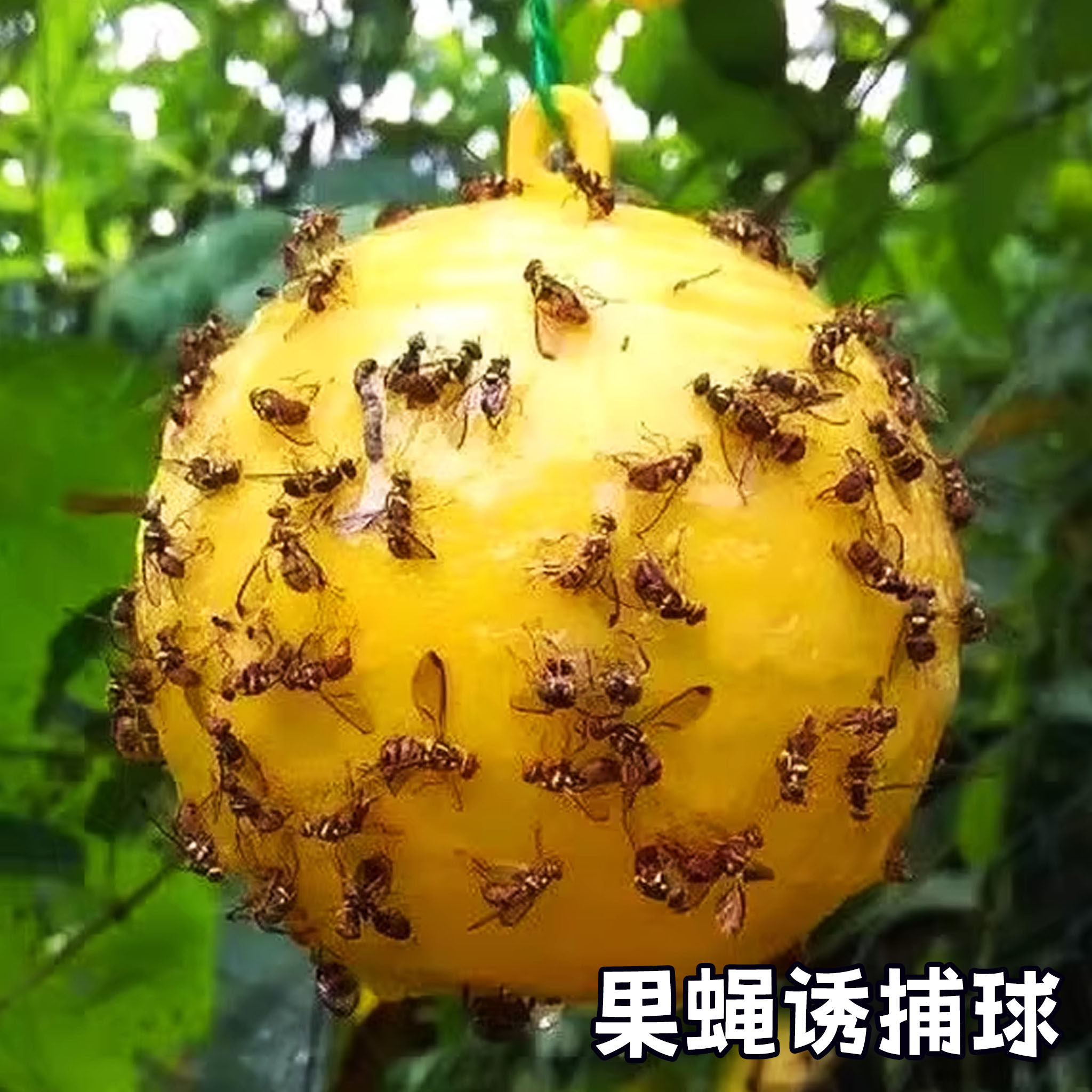 厨房户外驱蚊球菜园家用果蝇诱捕神器塑料粘虫球粘虫球双面悬挂式