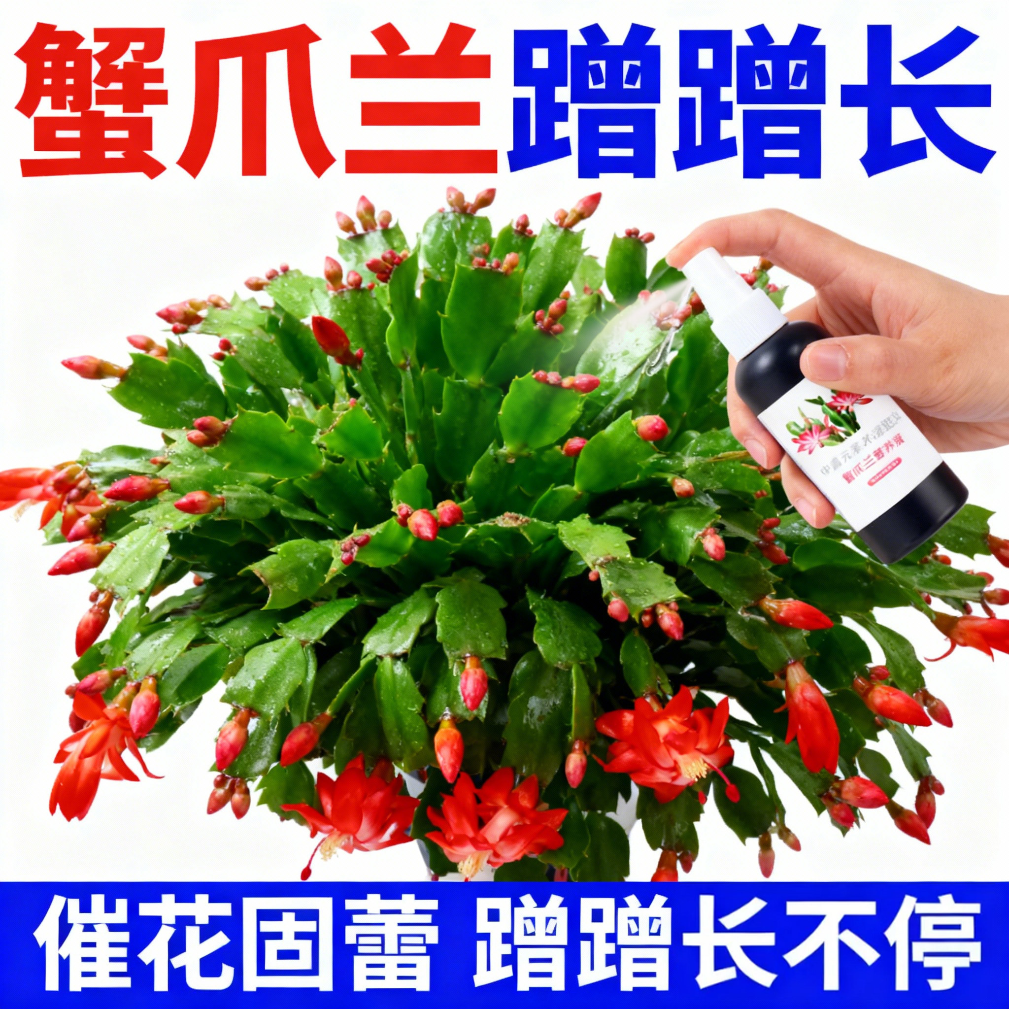 【爆花王】蟹爪兰专用营养液防干瘪黄叶催开花延长花期壮根促苗肥