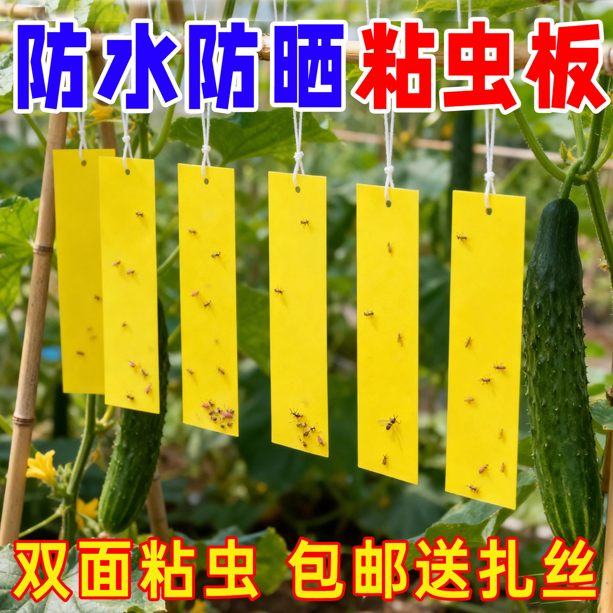 双面粘虫黄板诱虫板柑橘子树