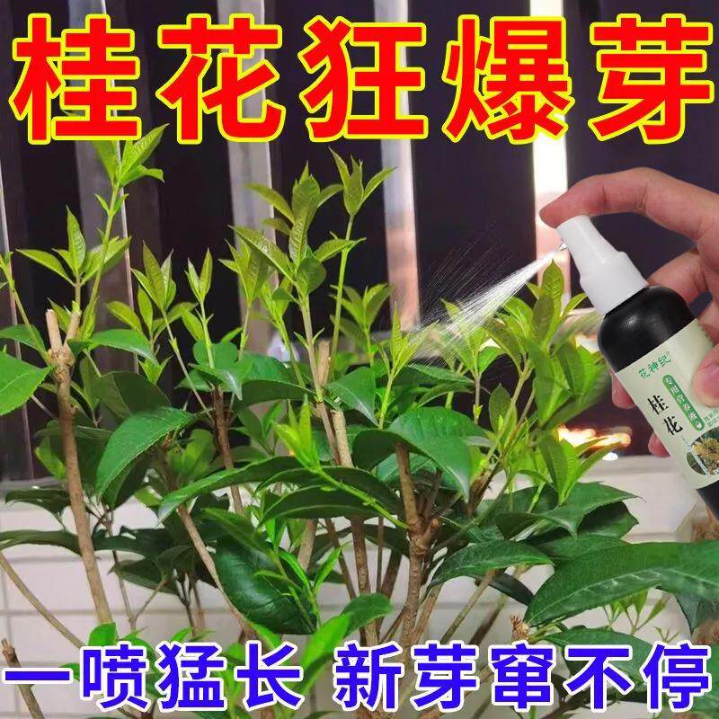 【急救】桂花树专用营养液肥料桂花叶子干尖焦尖叶斑病复活促开花