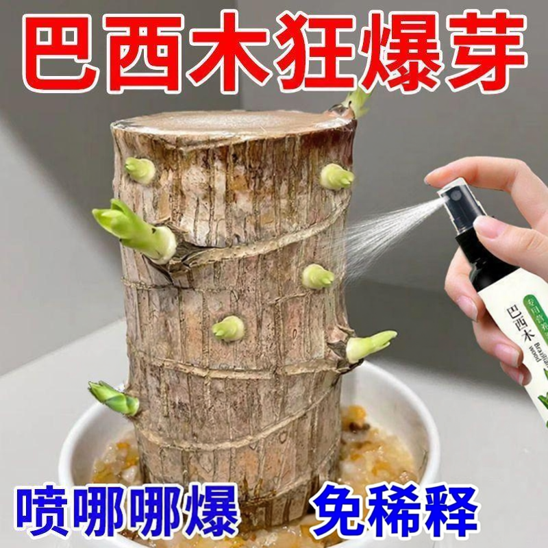 巴西木营养液幸运木水培促爆芽
