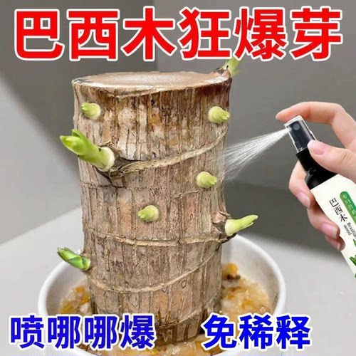 巴西木营养液幸运木水培促爆芽