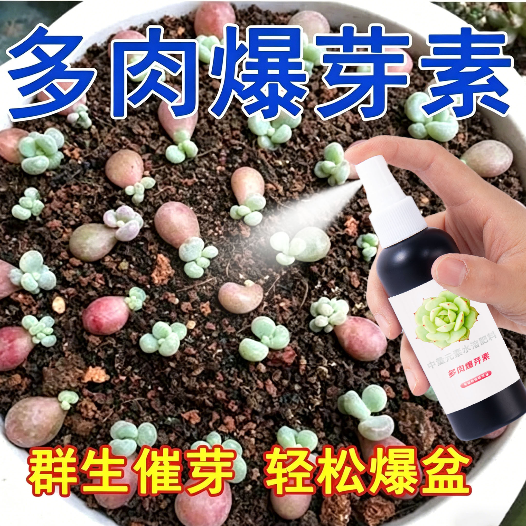 多肉爆芽素专用直喷爆芽王营养液