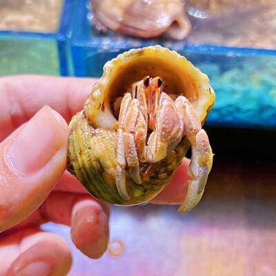 极速宠物螃蟹活物淡水巨型寄居蟹豆丁替换壳紫色椰土W草莓小寄居
