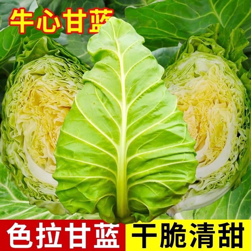 新种耐市】包菜特季心牛甘蓝包心菜卷耐热寒秋四【春蔬菜上心大菜