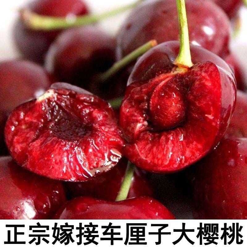 车厘子大樱桃苗，饿斯8号，美早，都有矮化树，南北方都可以种植