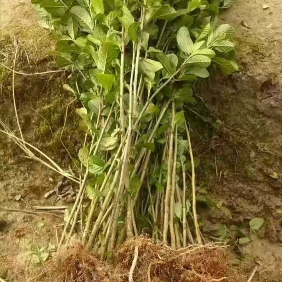 桤木树苗水冬瓜树苗，南北方都可以种植