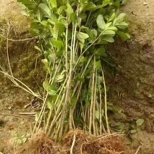 桤木树苗水冬瓜树苗，南北方都可以种植