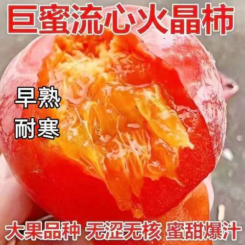 四川火晶柿子树苗嫁接软甜火晶柿子苗南方北方庭院种植当年结果