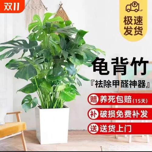 龟背竹老桩丛生客厅卧室绿植落地盆栽净化空气大型盆景
