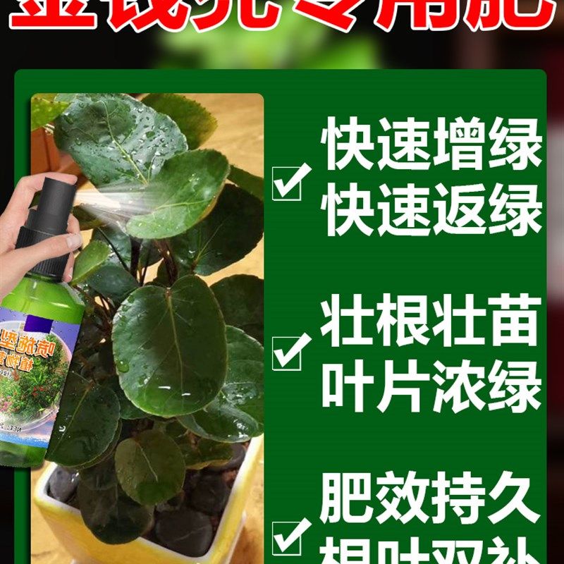 金钱兜专用肥观叶植物营养液绿植叶子发黄干枯掉落一喷绿叶面肥料,鲜花速递/花卉仿真/绿植园艺,家庭园艺肥料,淘宝优惠券,粉丝福利购,淘宝优惠卷