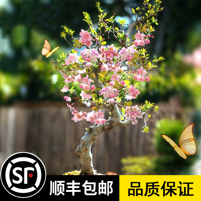 海棠花盆栽树苗盆景重瓣老桩庭院绿植物室内花卉四季开花好养包邮