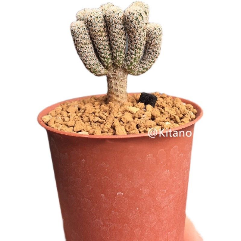 迷你牧师仙人球实生娇丽属 细条型趣味多肉植物室内桌面小盆栽