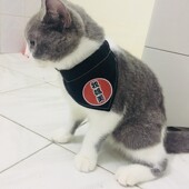狗狗三角巾宠物围巾围脖猫咪三角巾口水巾围嘴饰品方巾领巾猫用品
