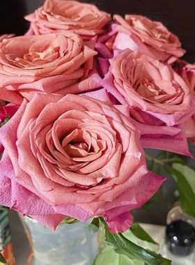 铃兰家  咖啡师 肯尼亚2021超新品切花玫瑰花苗盆栽阳台花卉植物