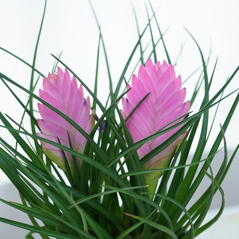 铁兰花盆栽紫花凤梨带花剑花苞四季开花室内好养活办公室桌面盆景