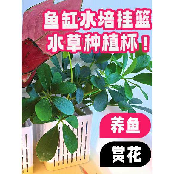 【品牌正品】鱼缸红薯绿萝种植壁挂式种植篮挺水生植物水培定植篮,宠物/宠物食品及用品,造景/装饰,淘宝优惠券,粉丝福利购,淘宝优惠卷