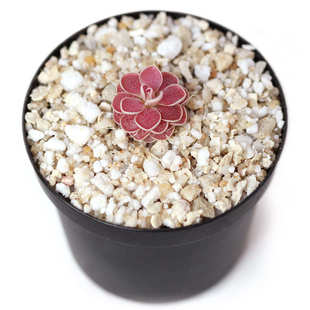 弗洛里捕虫堇多肉食虫植物食人花捕蝇草驱蚊草卧室花卉新手盆栽