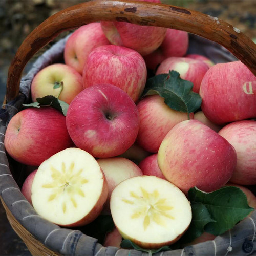 【好品种仅一季】寺河山红露苹果纯甜当季富