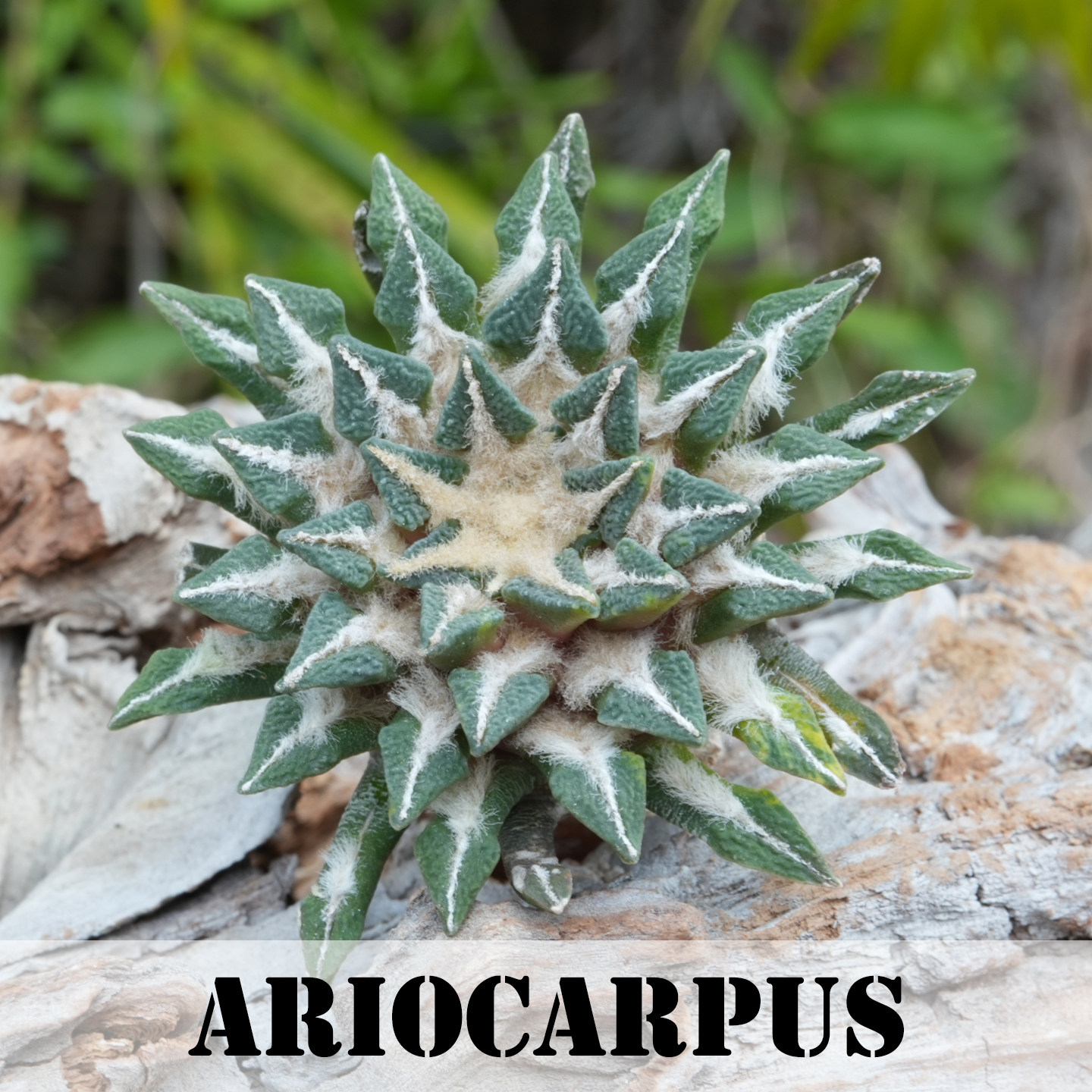 Ariocarpus日系象足黑牡丹锦仙人球多肉植物潮玩块根绿植实生5cm