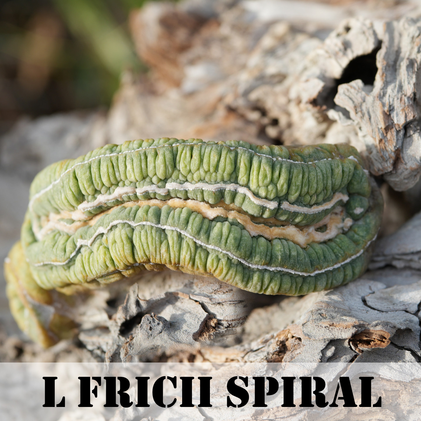 LFriciiSpiral稀有毛缀化毛螺旋变异精品仙人球多肉植物潮玩块根