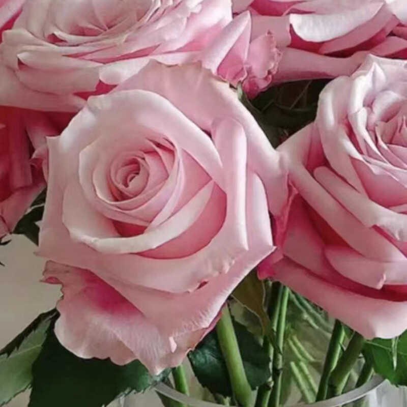 超新品珍珠项链月季苗灌木大花切花玫瑰庭院阳台盆栽四季开花