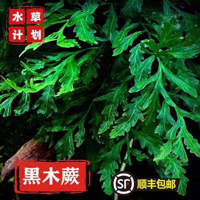 黑木蕨阴性水草 真水草 中后景水草  草缸造景 水中叶淡水无须CO2
