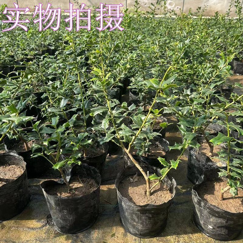 新鲜枸骨根元宝刺老虎刺叶泡茶鸟不宿苗八角刺树苗盆景树绿植盆栽