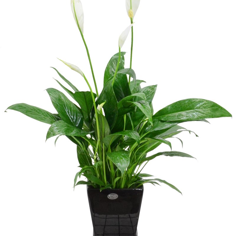 白掌绿植盆栽一帆风顺植物水养花卉水培办公室内桌面迷你植物盆景