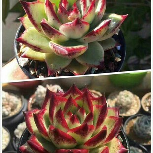 双11特惠阡陌土多肉营养土阡陌配方土缓释颗粒土颗粒土