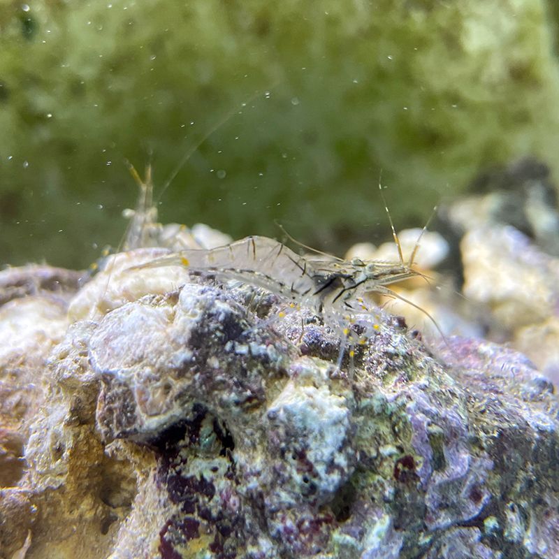 黄点玻璃虾太平洋长臂虾清洁虾野采海水身体透明工具虾海缸观赏虾