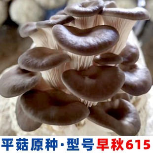 平菇姬菇秀珍菇食用菌种原种栽培二三级生产种蘑菇接种植菌种