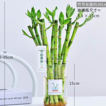 富贵竹带玻璃花瓶水培水生植物绿色常青好养室内喜阴净化空气清新