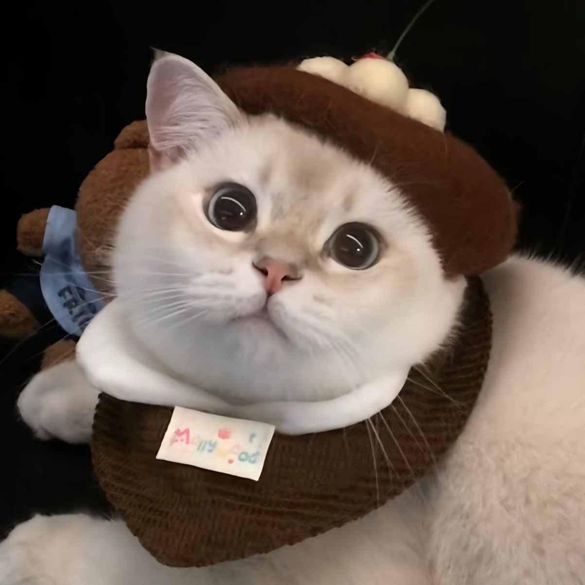 猫咪围脖生日奶油蛋糕樱桃贝雷帽可爱棕色迷你套装巧克力口水巾