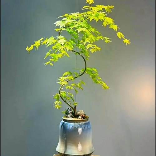 黄金流泉枫盆栽造型枫树室内办公室客厅绿植玄关茶桌盆景植物送礼