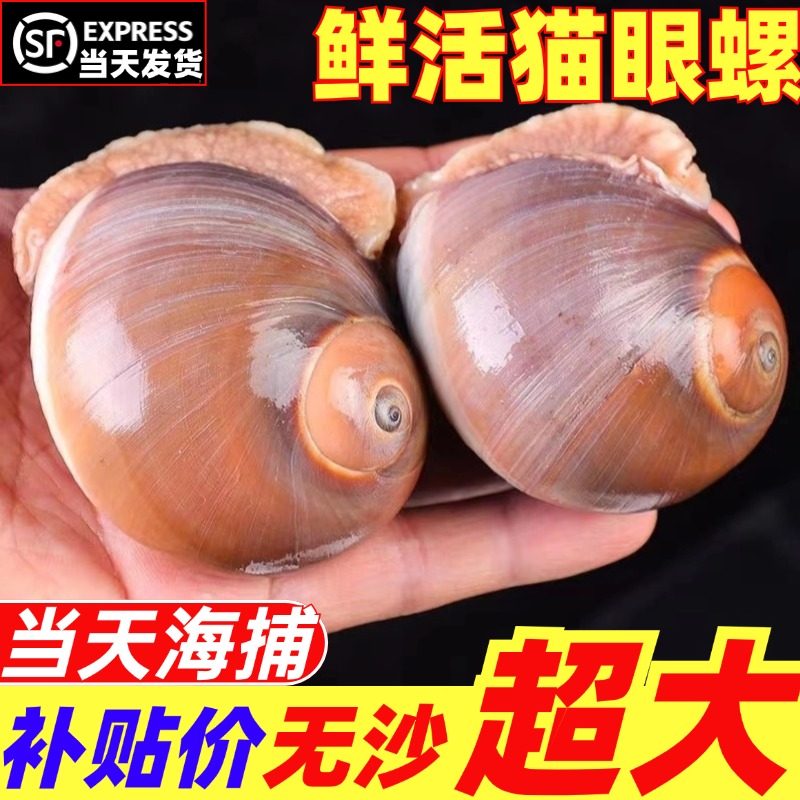 鲜活超大猫眼螺香螺特大沙螺海鲜水产扁玉螺肚脐螺小海螺贝类顺丰