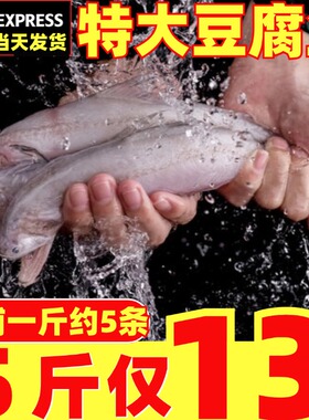 新鲜豆腐鱼特大龙头鱼鲜活冷冻九肚鱼水潺丝丁鱼生鲜副食品深海鱼