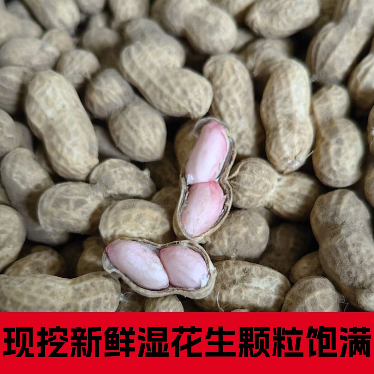 26年新鲜湿花生现挖现粉皮大粒图片