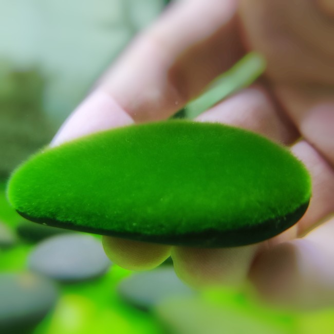 短绒藻长绒藻藻石绿藻种藻球绿藻苏虾藻绿苔种藻源鱼缸造景水草缸