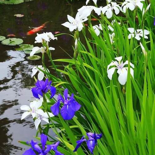 水生植物观赏鸢尾花 漂浮造景绿植 夏季开花简单种植