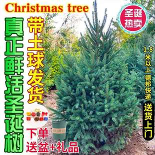 圣诞树诺贝松真的圣诞树真树活的云杉圣诞树盆栽大型小型2024新款