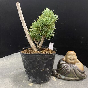 极速葵五针松 舞鼓 大宝r 天守阁 东照宫 雪御殿 谷间 那须小町五