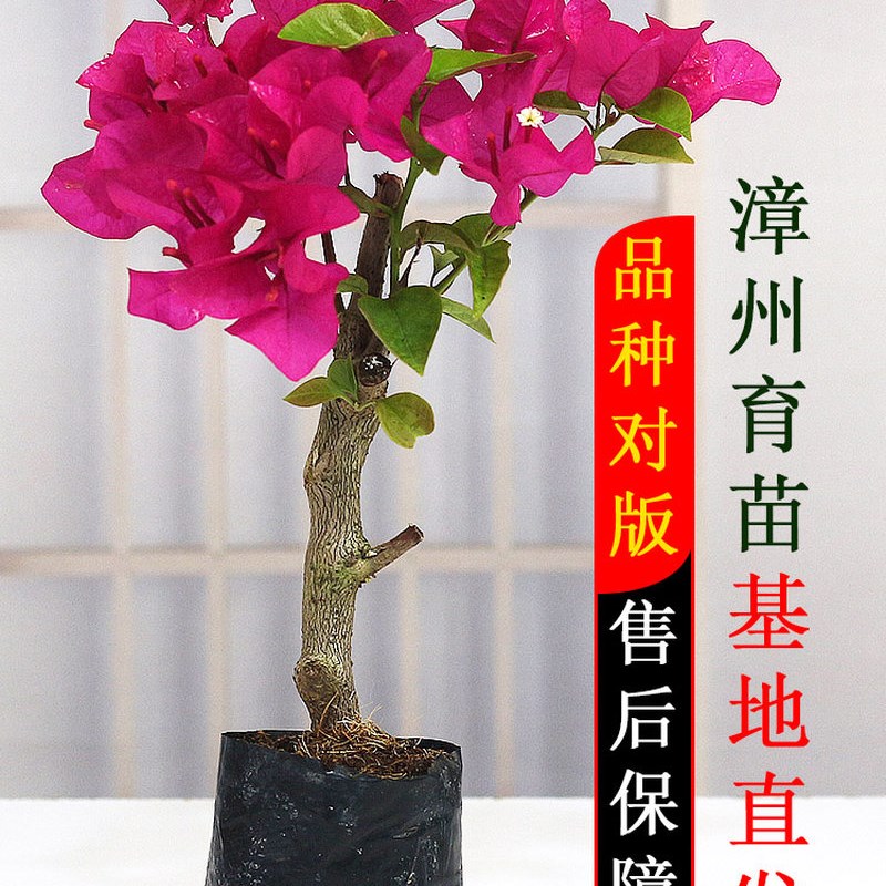 花期超长的花卉家养植物户外庭院B绿植三角梅四家开花各种大全爬