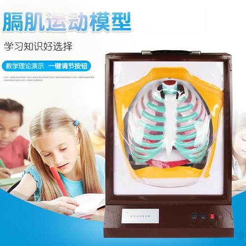 厂家直供 膈肌运动模型 33325 优良材质制作 生物教学仪器
