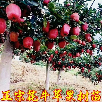 新品种特大红蛇果树正宗