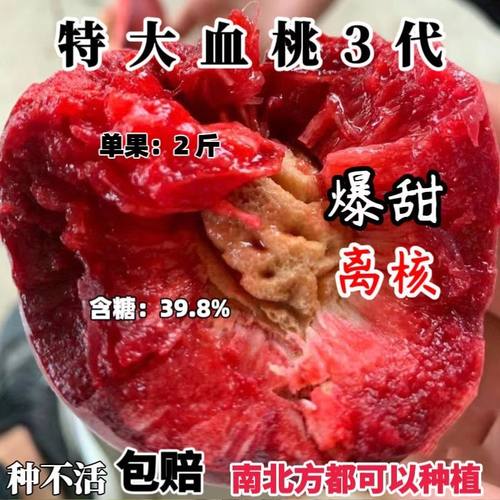 嫁接特大血桃树苗正宗红