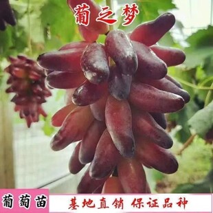 新品种葡之梦葡萄苗爬藤地栽盆栽南北方种植金手指葡萄树当年结果