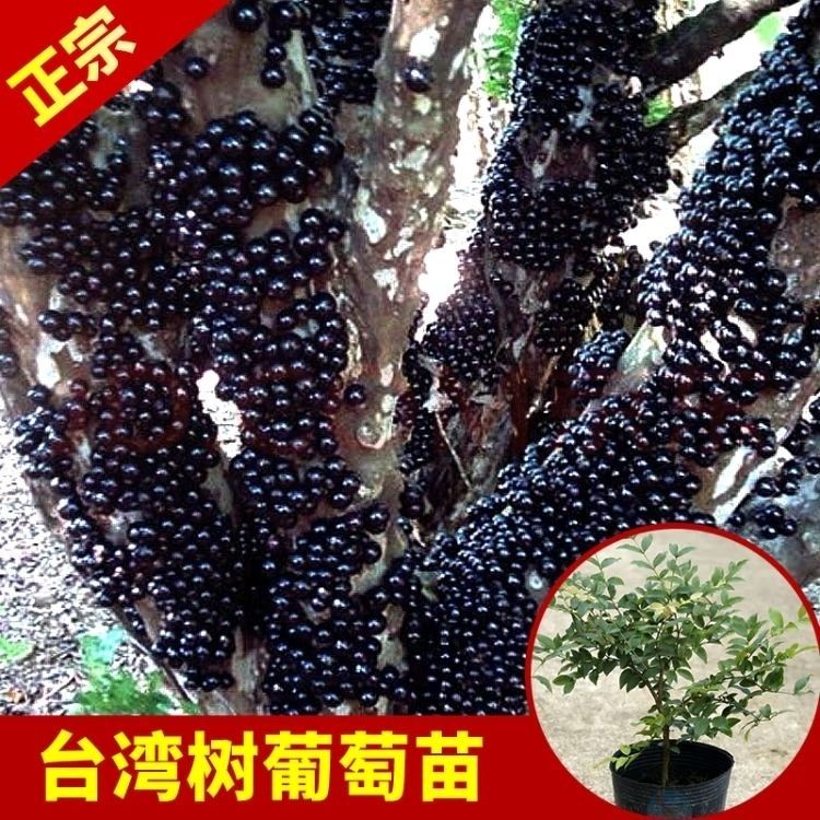 台湾树葡萄嘉宝果树苗沙巴四季开花当年结果盆栽南方种植庭院绿植