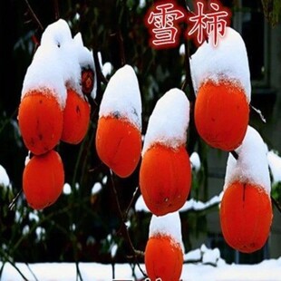 极晚熟雪柿子苗 冬季成熟柿子树苗 果树苗嫁接柿树苗当年结果树苗