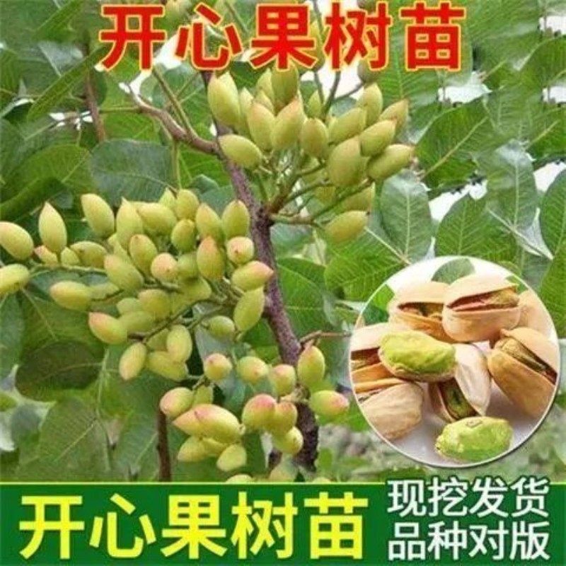 开心果苗南北方种植果苗当年结果开心果树苗盆栽地栽阿月浑子绿仁,农用物资,果树种子/种苗,淘宝优惠券,粉丝福利购,淘宝优惠卷